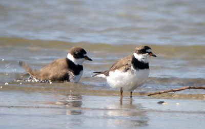 Semipalmated Plovers