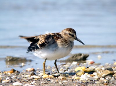 Least Sandpiper