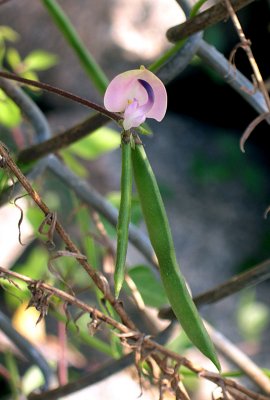 Pink Wild Bean (Strophostyles umbrellata)