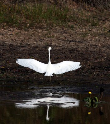 Snowy Egret