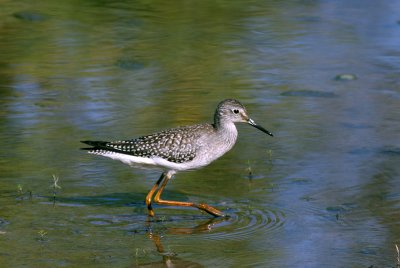 Greater Yellowlegs