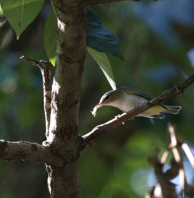 Red-eyed Vireo