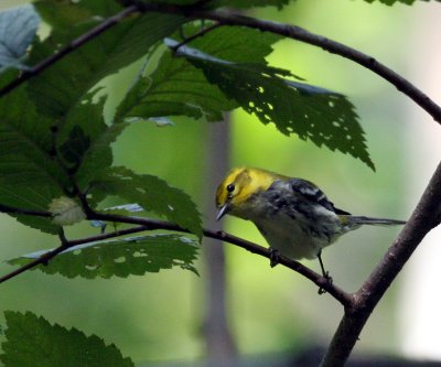 Black-throated Green Warbler