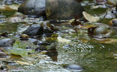 Black-throated Green Warbler