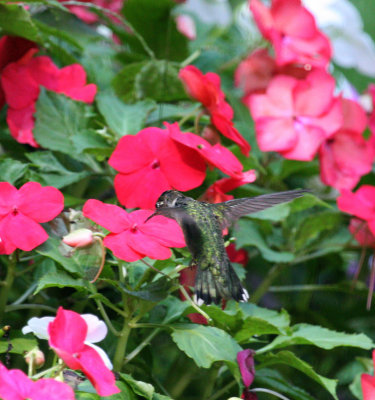 Ruby-throated Hummingbird