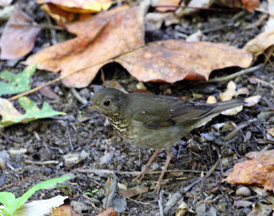 Gray-cheeked Thrush