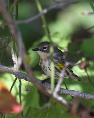Yellow-rumped Warbler, Prime Hook