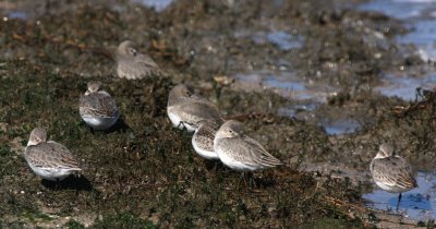 Dunlin, Fowler's Beach