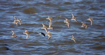 Dunlin, Fowler's Beach