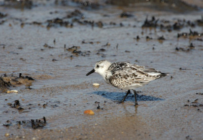 Sanderling, Fowler's Beach