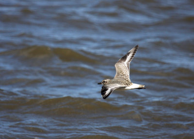 Black-bellied Plover, Fowler's Beach