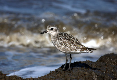 Black-bellied Plover, Fowler's Beach