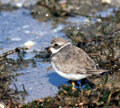 Semipalmated Plover, Fowler's Beach