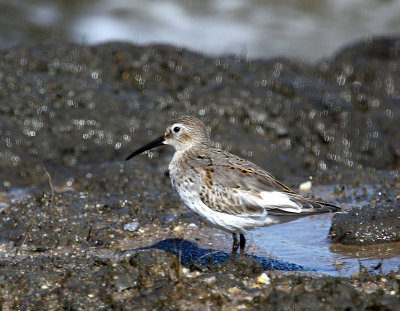 Dunlin, Fowler's Beach