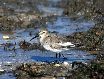 Dunlin, Fowler's Beach