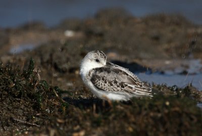 Sanderling, Fowler's Beach