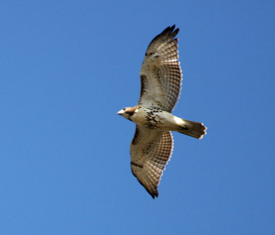 Red-tailed Hawk, Cape May
