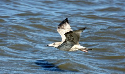 Herring Gull, Fowler's Beach