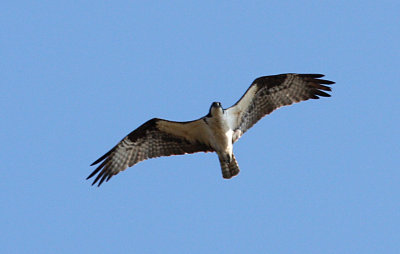 Osprey, Cape May