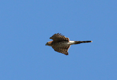 Cooper's Hawk, Cape May