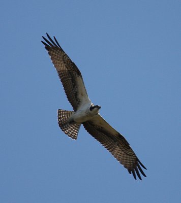 Osprey, Cape May
