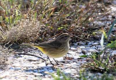Palm Warbler, Nature Conservancy's Migratory Bird Refuge, Cape May