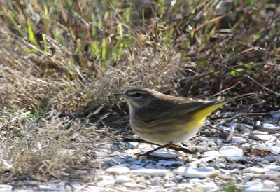 Palm Warbler, Nature Conservancy's Migratory Bird Refuge, Cape May