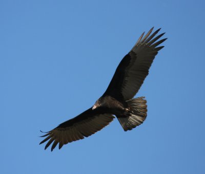 Turkey Vulture, Nature Conservancy's Migratory Bird Refuge, Cape May
