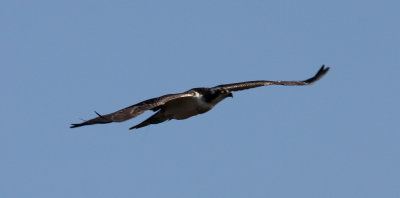 Osprey, Cape May