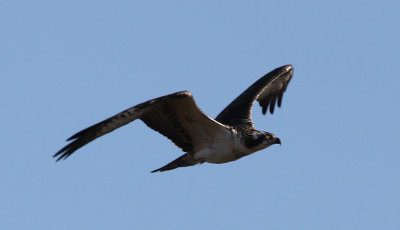 Osprey, Cape May