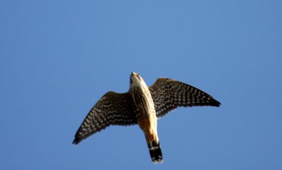 Merlin, Cape May