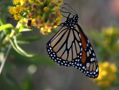 Monarch Butterfly, Cape May