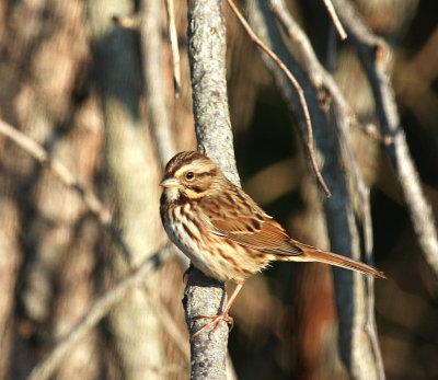 Song Sparrow, Prime Hook
