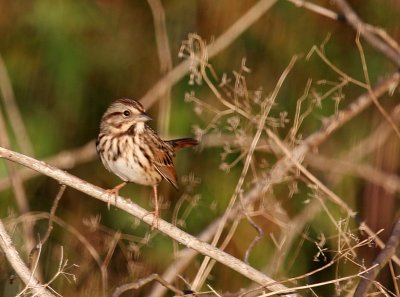 Song Sparrow, Prime Hook
