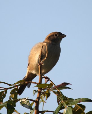 Blue Grosbeak, Prime Hook