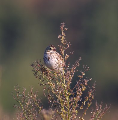 Savannah Sparrow, Prime Hook