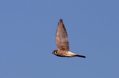 American Kestrel, Broadkill Beach