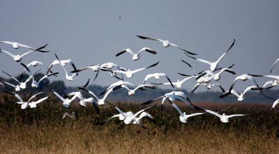 Snow Geese, Broadkill Beach