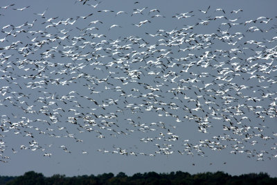 Snow Geese, Broadkill Beach
