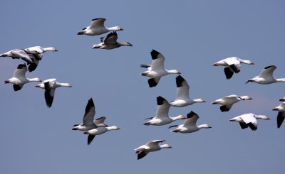 Snow Geese, Broadkill Beach
