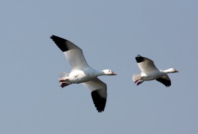 Snow Geese, Broadkill Beach