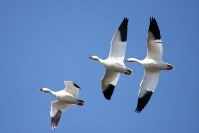 Snow Geese, Broadkill Beach