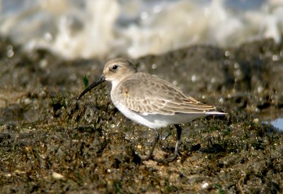 Dunlin, Fowler's Beach