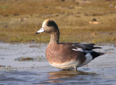 American Wigeon, Cape May