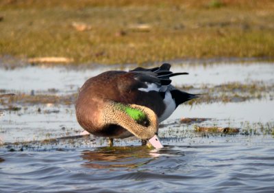 American Wigeon, Cape May