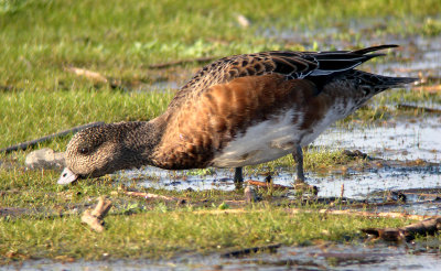 American Wigeon, Cape May