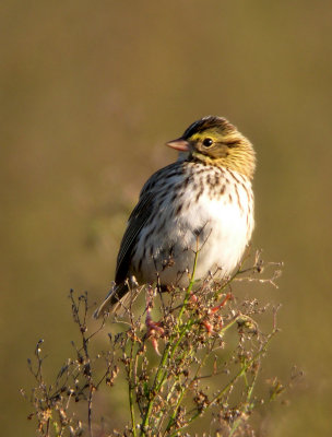 Savannah Sparrow, Prime Hook