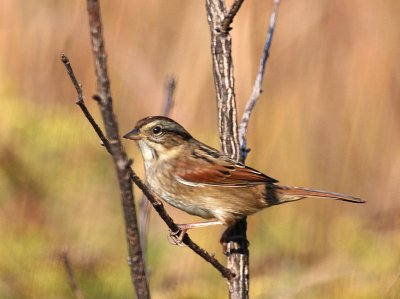 Swamp Sparrow