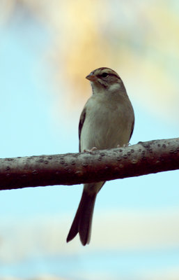 White-crowned Sparrow