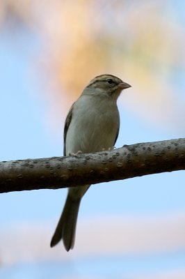 White-crowned Sparrow